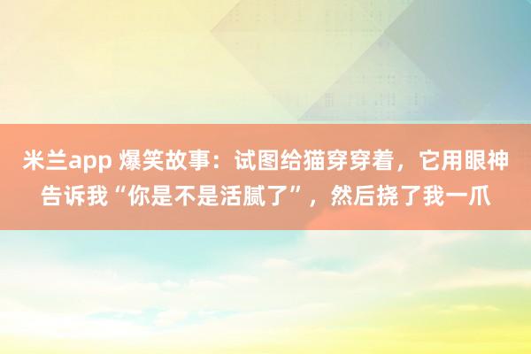 米兰app 爆笑故事：试图给猫穿穿着，它用眼神告诉我“你是不是活腻了”，然后挠了我一爪